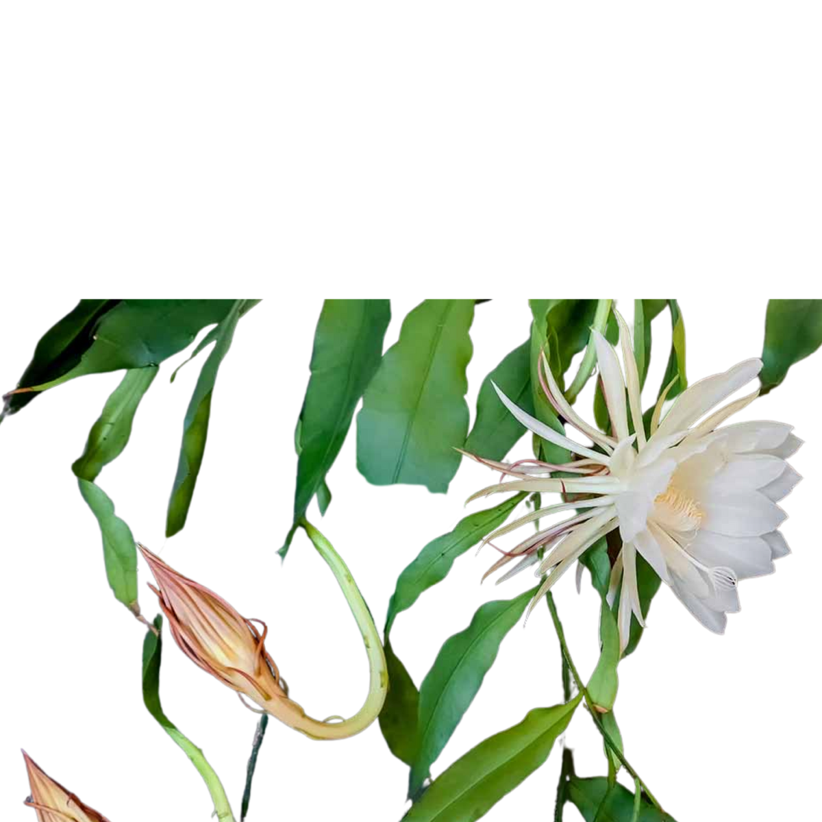 Epiphyllum Anguliger - Fishbone cactus - Cambridge Bee