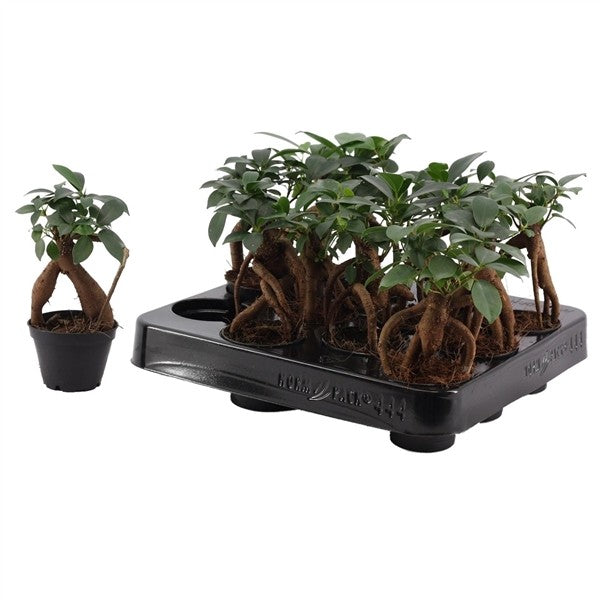 Ficus ginseng - Easy bonsai tree - Cambridge Bee