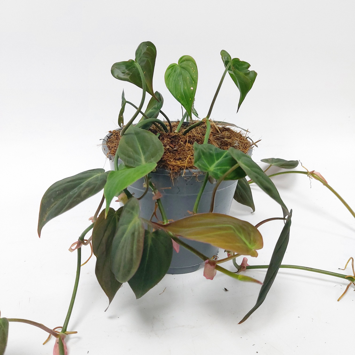 Exotenherz - Philodendron scandens Brasil - Ami des arbres