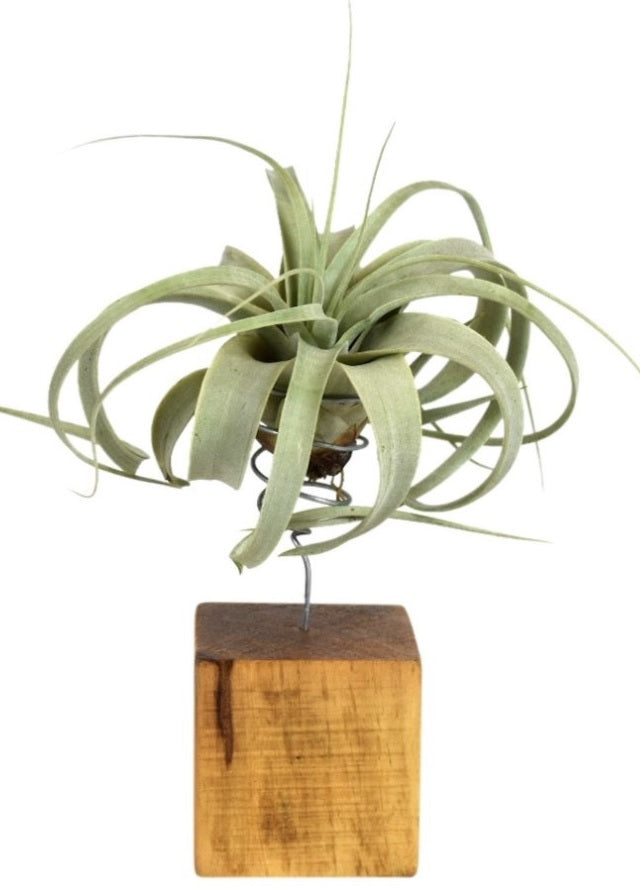 How to Care for Tillandsia Usneoides 'Spanish Moss' for Beginners -  TheArches