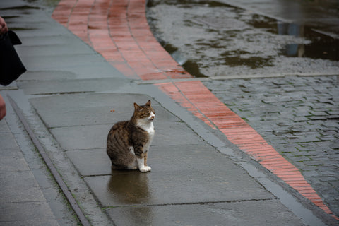แมวตากฝน