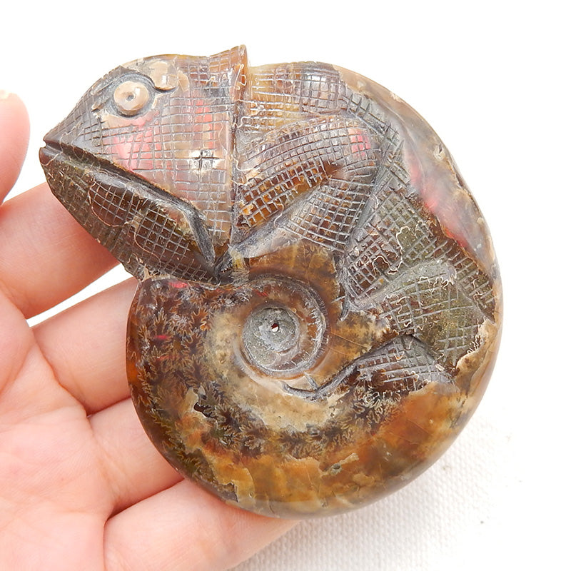 ammonite stone