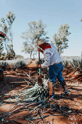 Jimador Harvesting an Agave Plant