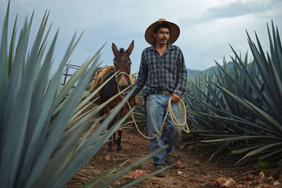 JImador Walking through Agave Field