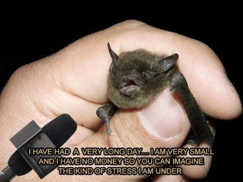small bat meme