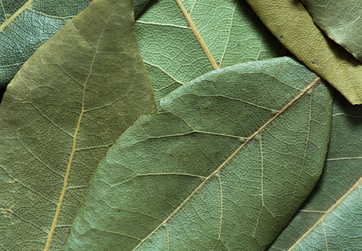 Close up photo of dried bay leaves for cooking.