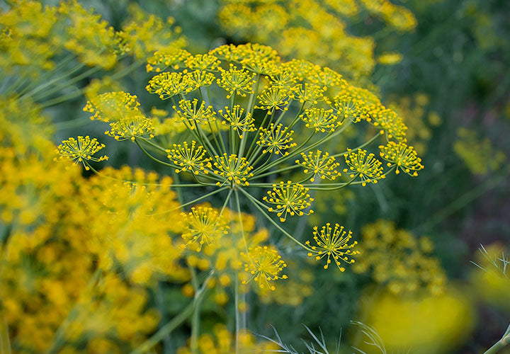 dill pollen from flower clusters