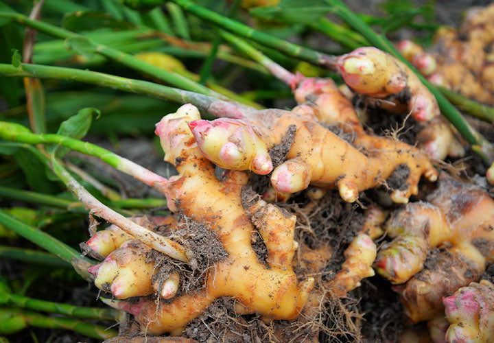 Freshly harvest ginger root with green leaves still attached.