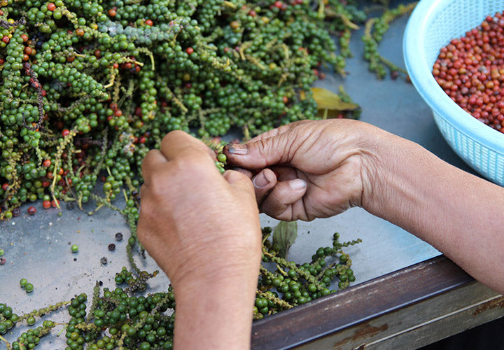 Fresh peppercorn berries being separated in Kampot Cambodia.