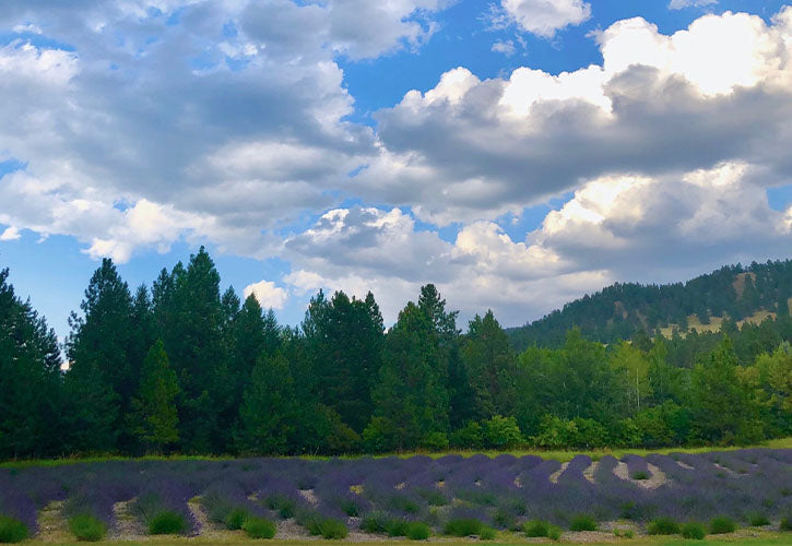 growing lavender