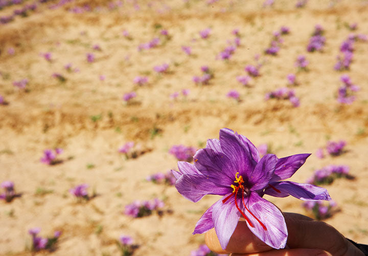 Saffron Flower