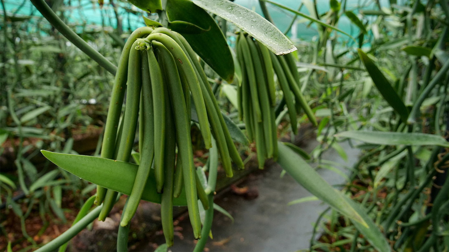 Green Tahitian vanilla beans growing on the vine.