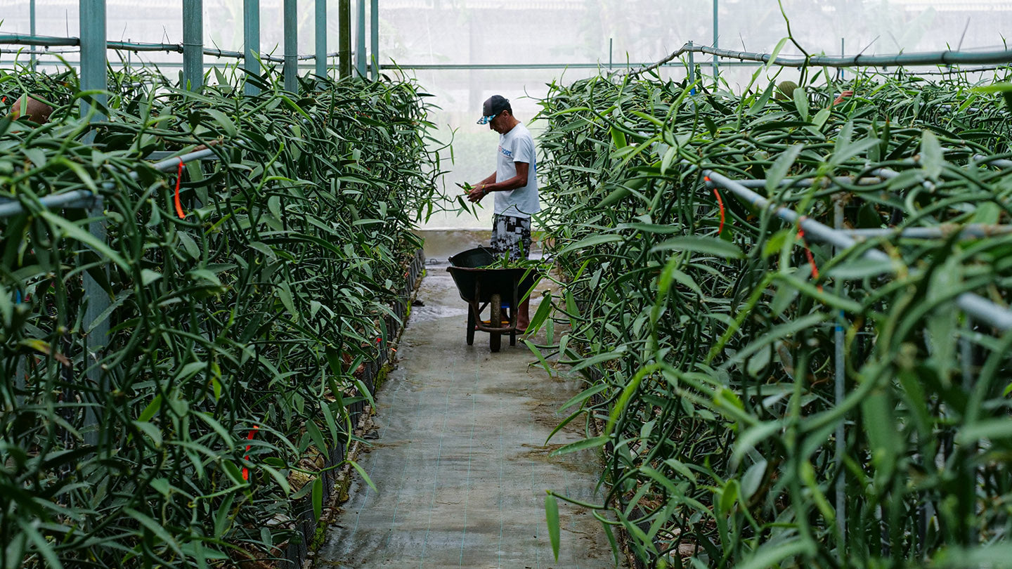 Tahitian Vanilla grower tends to their orchid vines.