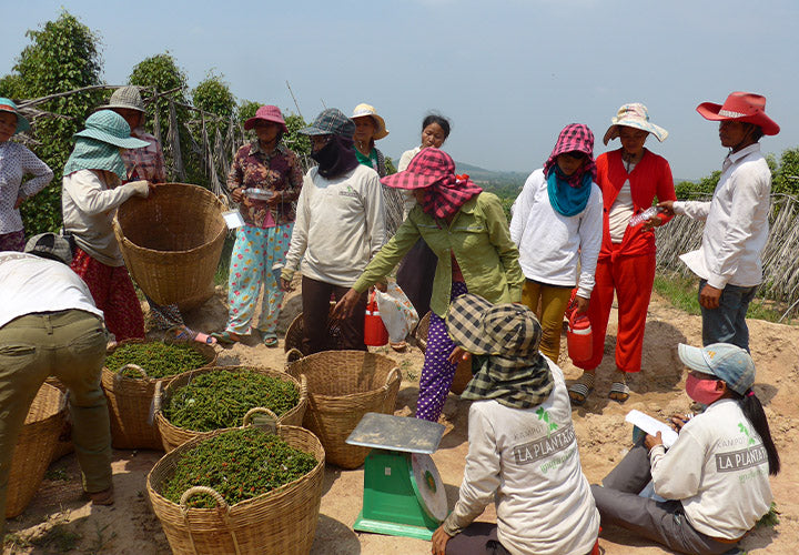 Cambodian peppercorn farmers weight their Kampot peppercorns.