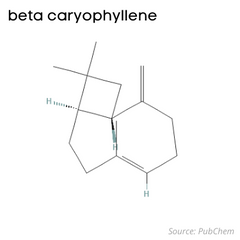 estructura química del beta cariofileno