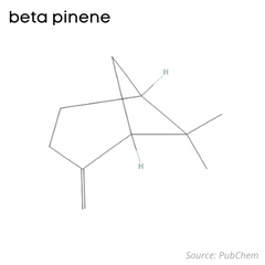 Estructura química del beta pineno