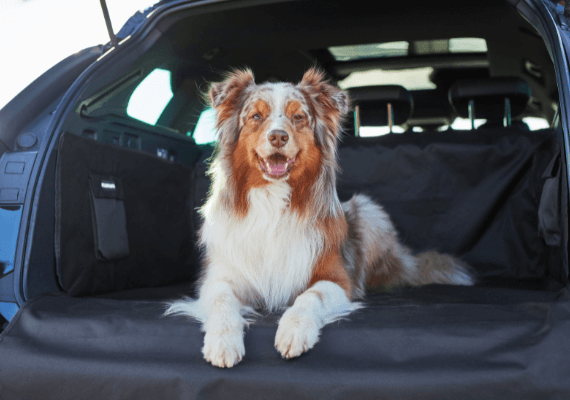 Wetnose XXL Kofferraumschutz für Hunde mit Ladekantenschutz -  Wasserabweisende & Pflegeleichte Autoschondecke Hunde mit  Aufbewahrungstasche - Auto Kofferraumschutzmatte mit Stoßstangenschutz (XL)  : : Haustier