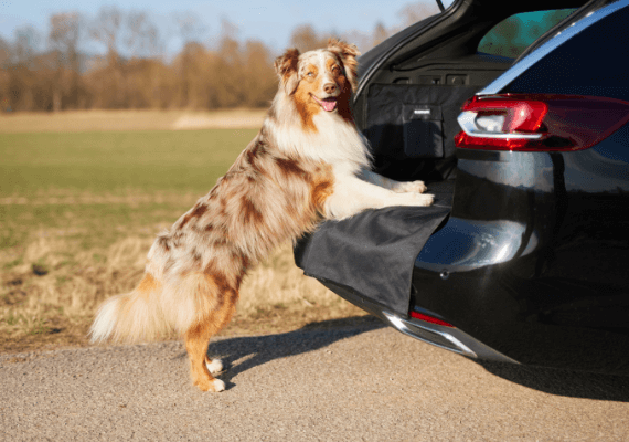 FLUFFINO® Kofferraumschutz für Hunde inkl. Ladekantenschutz