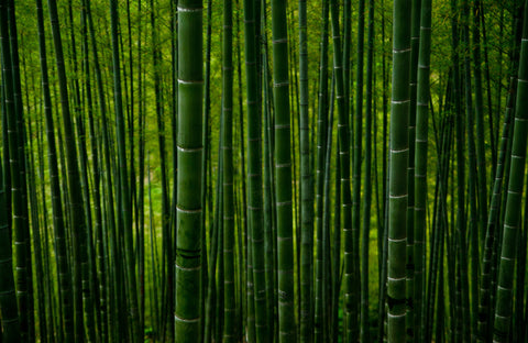 Forêt de bambous