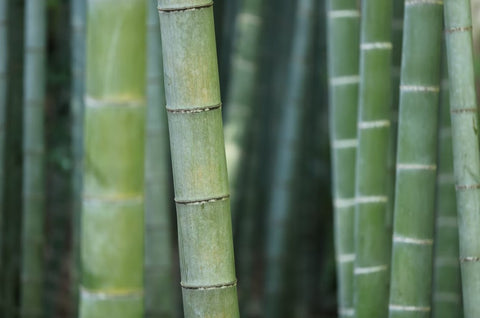 Forêt de bambous