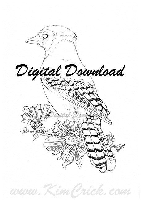 Digital File Blue Jay Bird Line Art Drawing Printable Clip Art Downl Kimberly Crick