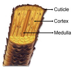 Diagram of the hair shaft