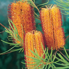 Yellow and red Banksia plant