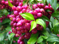 Lilly Pilly berries