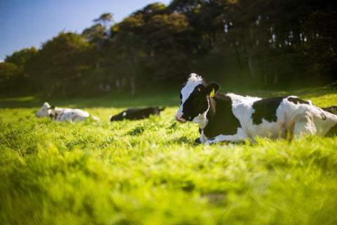 beef production sustainable