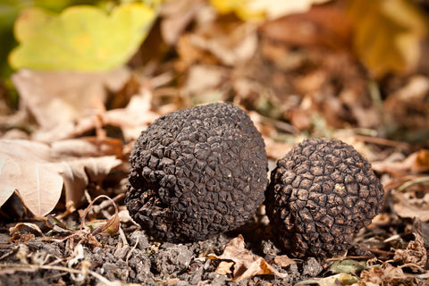 types of Truffle