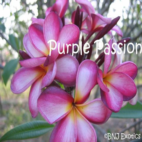 The Passion of the Purple Plumeria by Lauren Willig