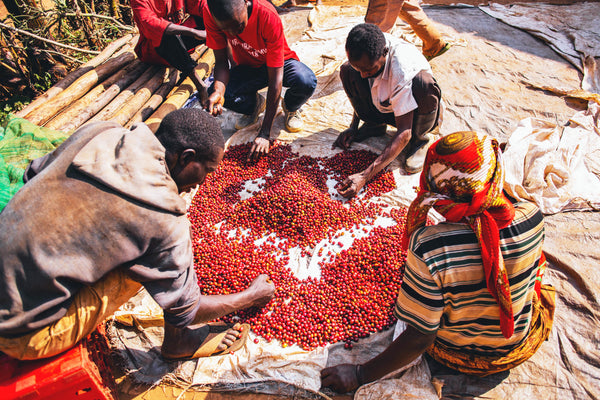 Farmers sorting coffee in Burundi