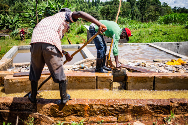 At a washing station in Kenya