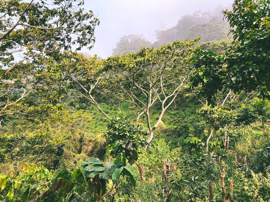 Ariz Family farm in El Salvador