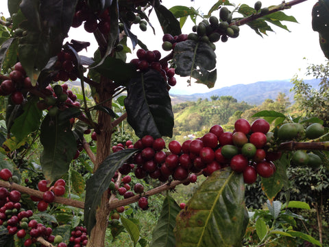 Caturra ripening at La Esperanza