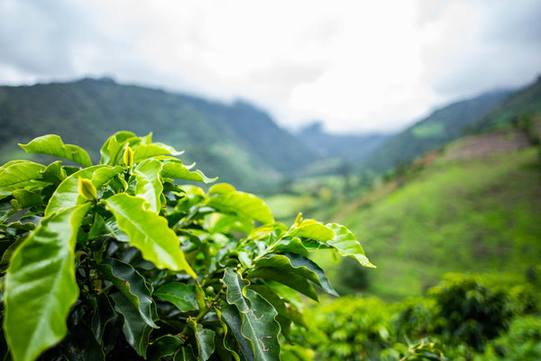 Coffee growing in Nariño, Colombia