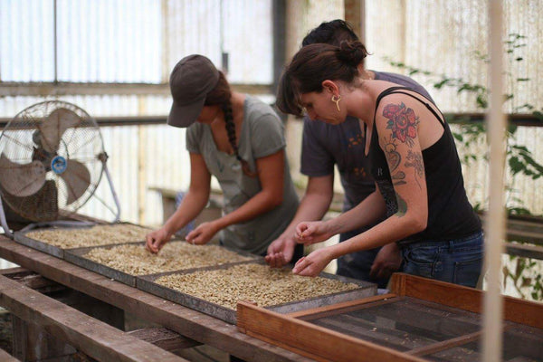 Working on the farm at Maunawili