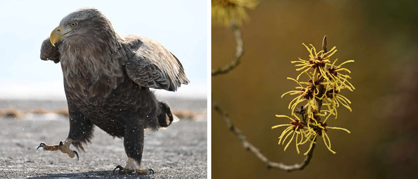 Nikkor Z 180-600mm, Nahbereich, Naheinstellgrenze, Bokeh, Hintergrundschärfe