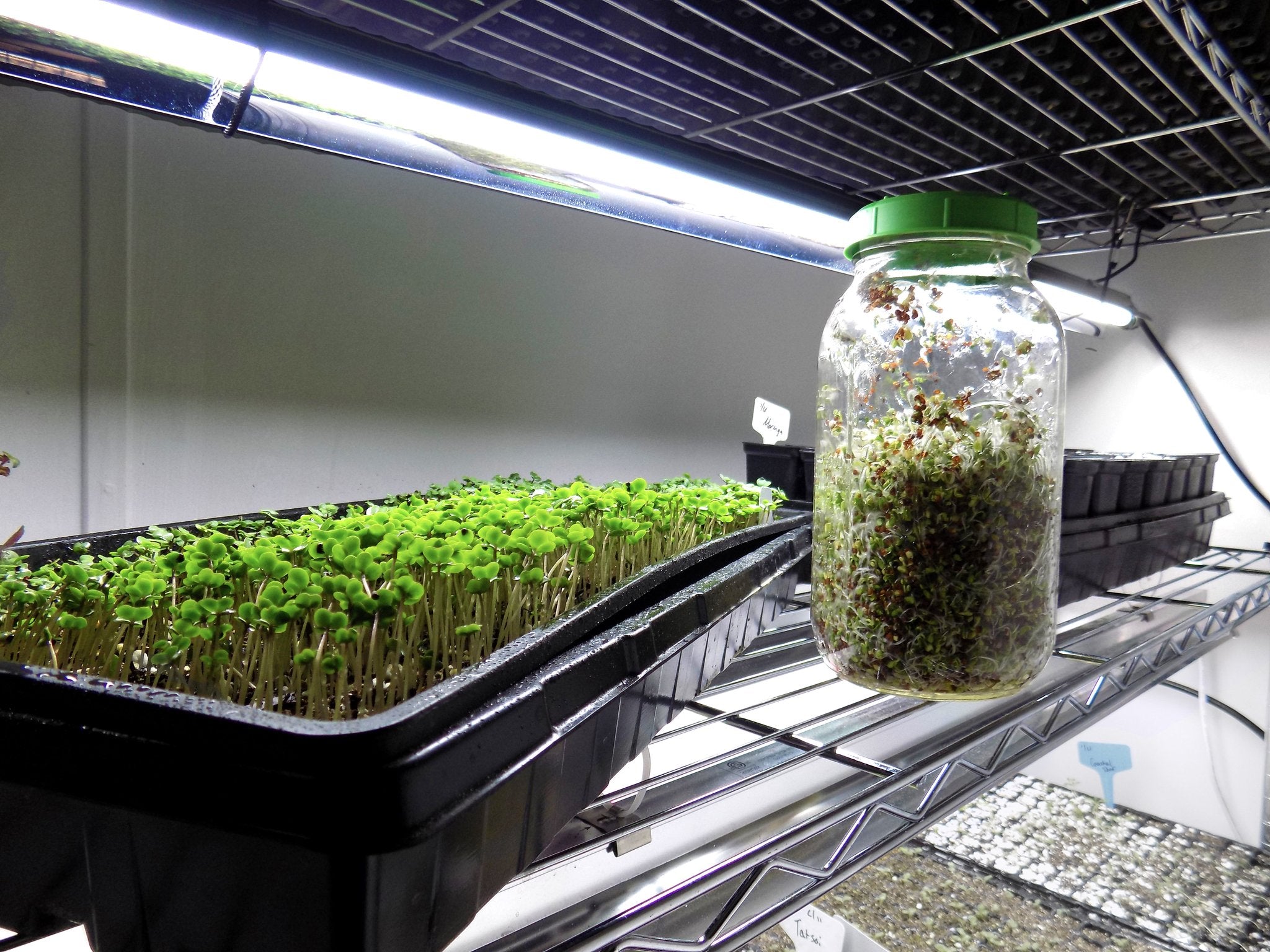 microgreens grow microgreen sheet hydroponics growing cheat seeds must indoor sheets december nutrients