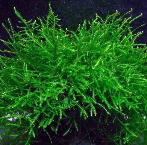 brown java moss