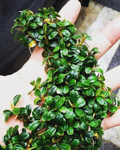 Java Moss for Aquariums - Taxiphyllum barbieri - Buy Live Plants – Great  Wave Aquatics