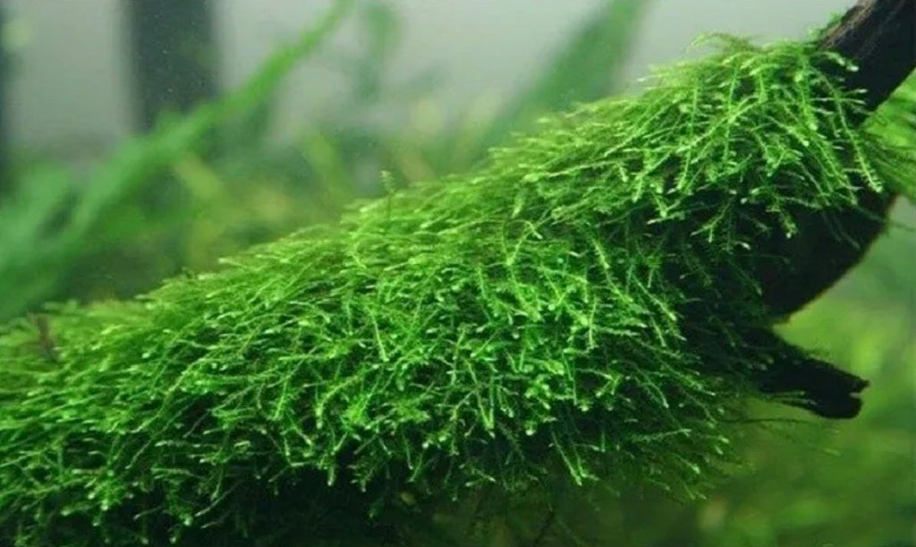 java moss in tank