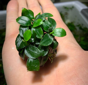 Christmas Moss On Lava Rock – MarcusFishTanks