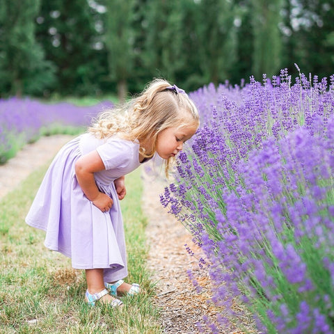 little blonde girl in lavender twirl dress smelling lavender flowers in a lavender field