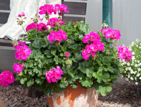 Calliope Lavender Rose – Larson's Geraniums