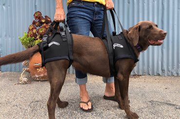 belly sling for dogs