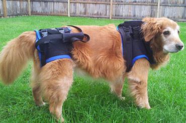 mobility harness for large dogs