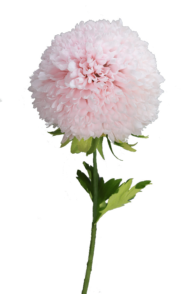 Deep Pink Dutch Peony - Individual floral stem - Carte Fini