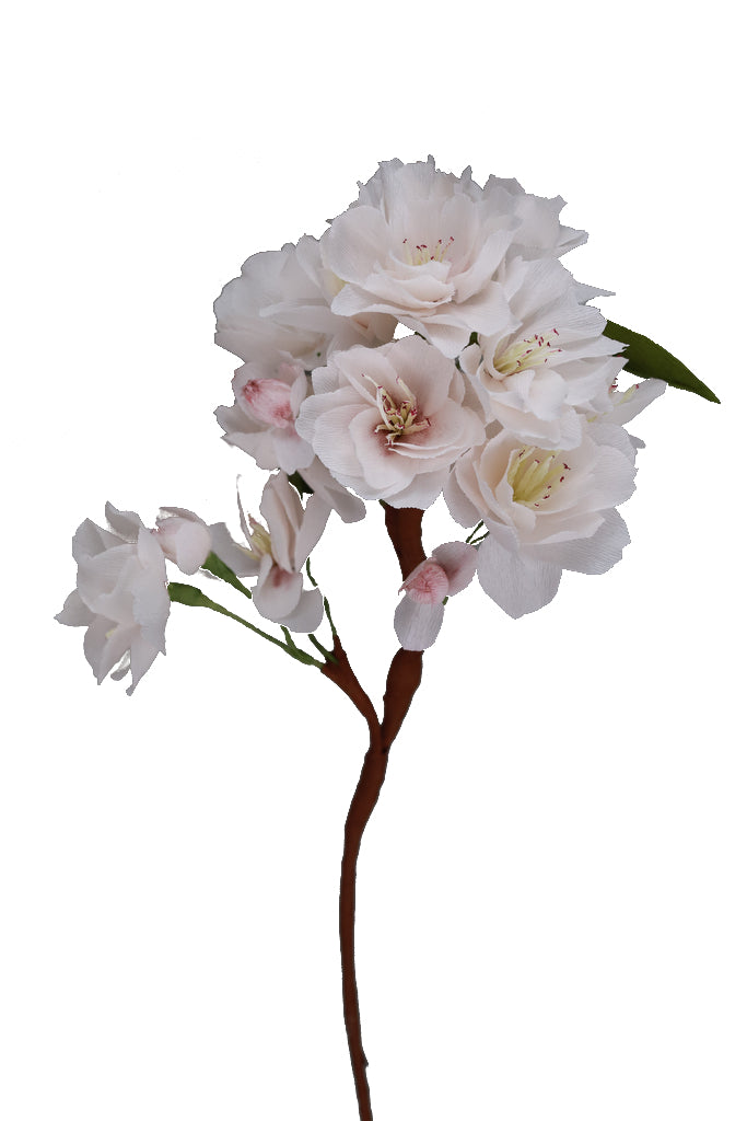 Chrysanthemum - Individual floral stem