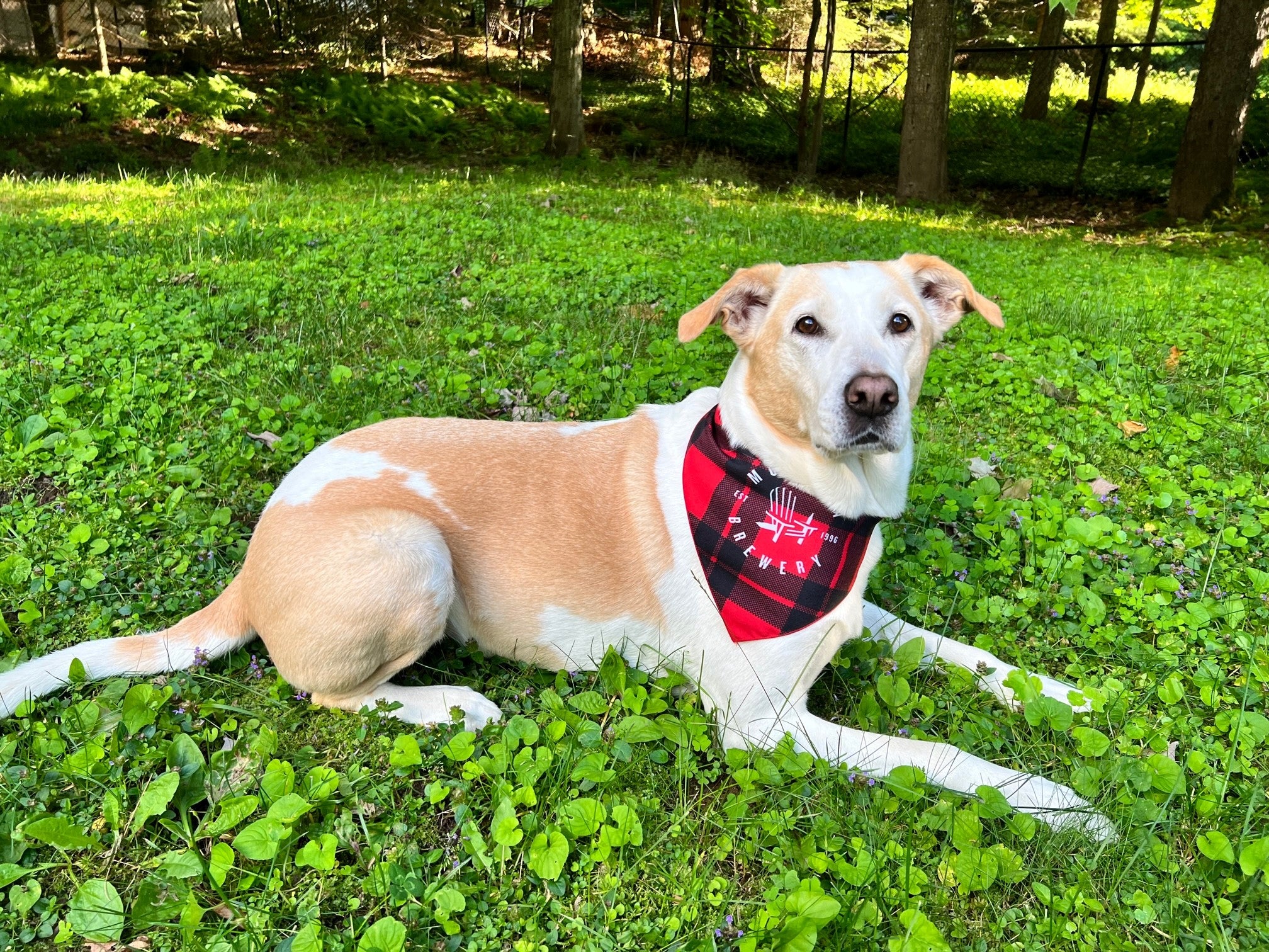 how do you keep a bandana on a dog